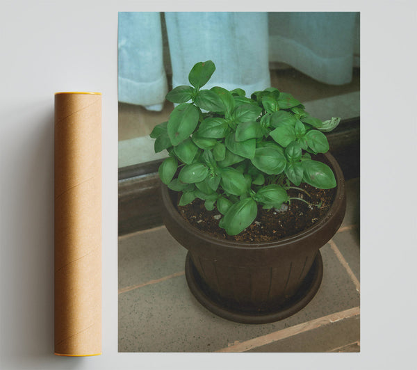 Brown Potted Basil.