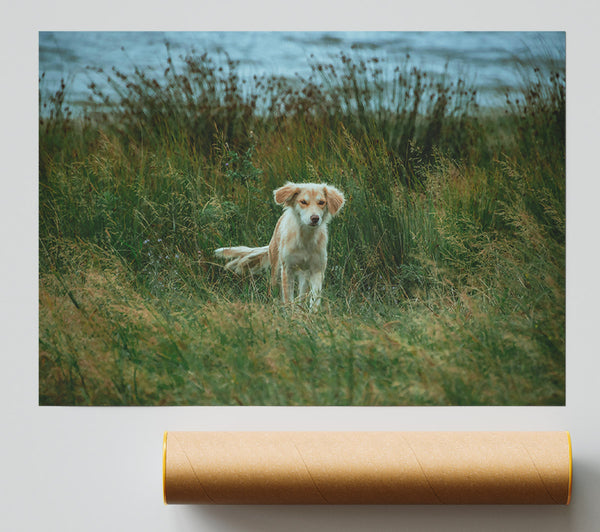 Golden Fur In Green Grass