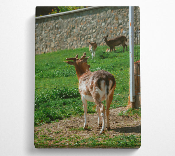 Brown Fawn And Fence