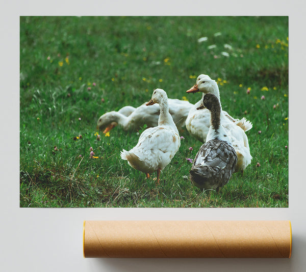 White Ducks In Green Grass