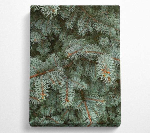 Silver Pine Needles