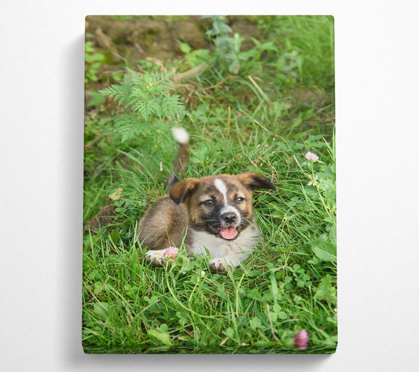 Brown Puppy In Green Grass