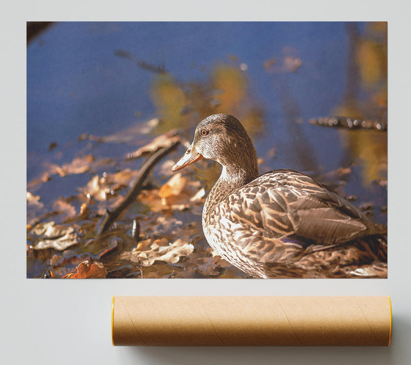 Brown Duck In Autumn