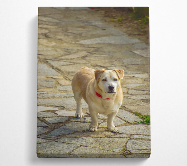 Golden Dog On Stone Path