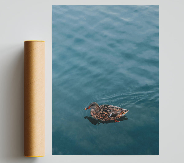 Teal Duck Solitude