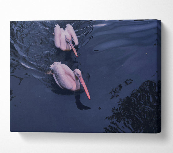 Indigo Pelicans