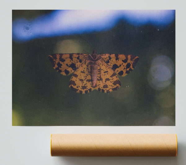 Yellow Spotted Moth