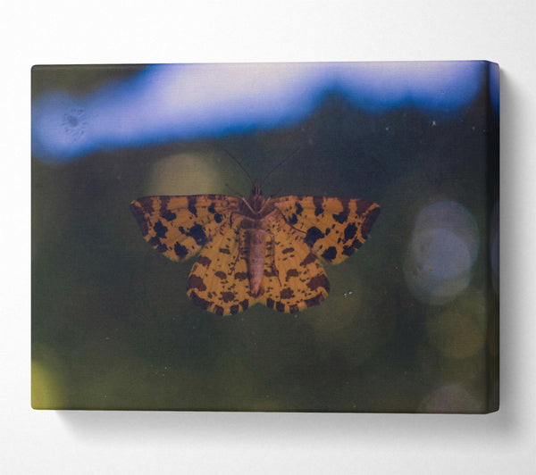 Yellow Spotted Moth