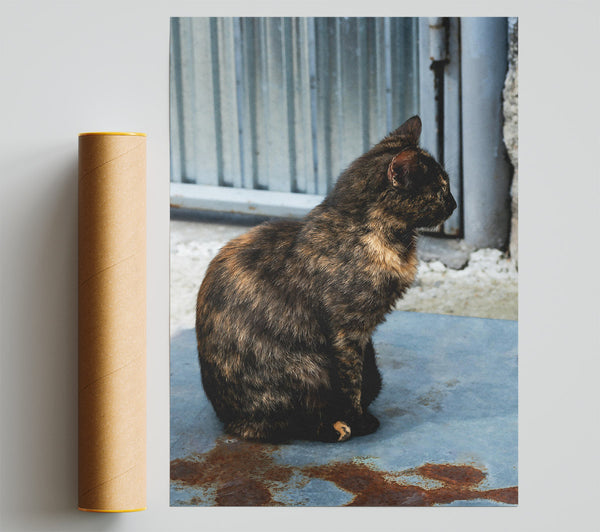 Tortoiseshell Cat On Blue Metal