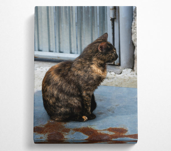 Tortoiseshell Cat On Blue Metal