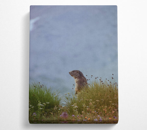 Blue Sky Marmot