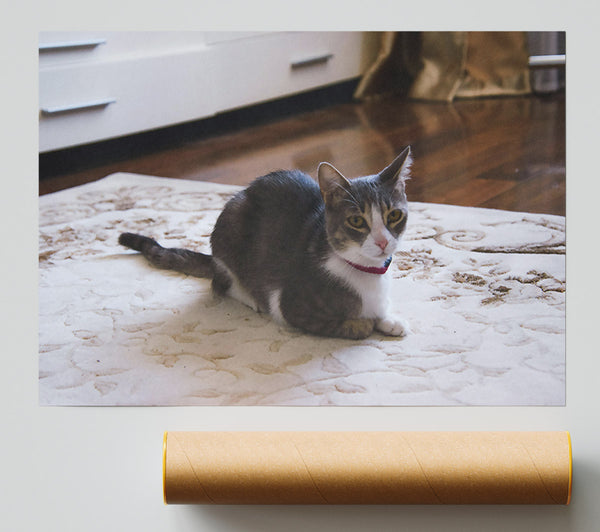 Grey Cat On Rug