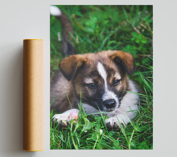 Brown Pup In The Grass