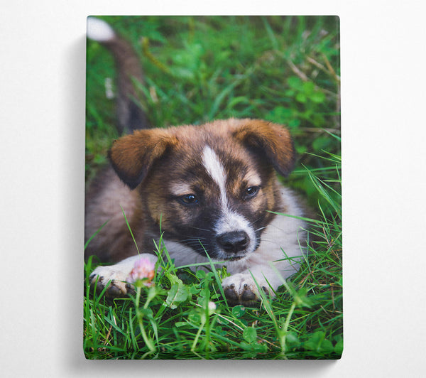 Brown Pup In The Grass