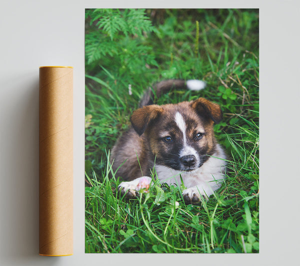 Brown Puppy In Green Grass