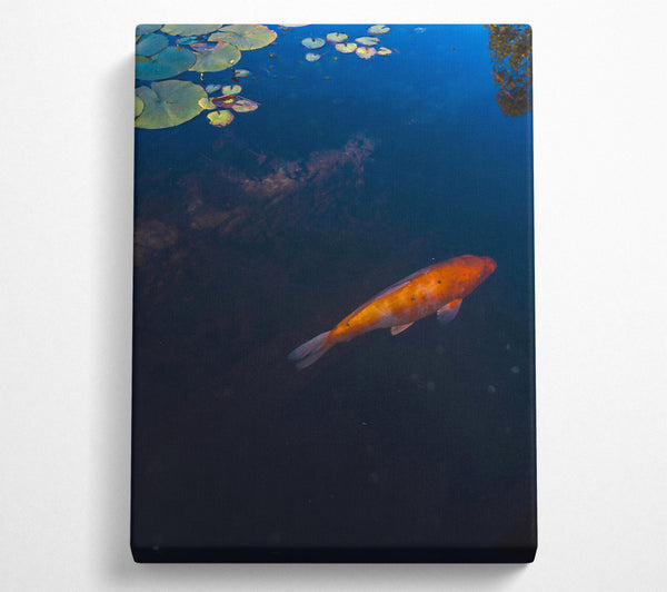 Orange Koi Below Blue Water