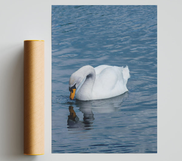 Blue Water Swan Reflection