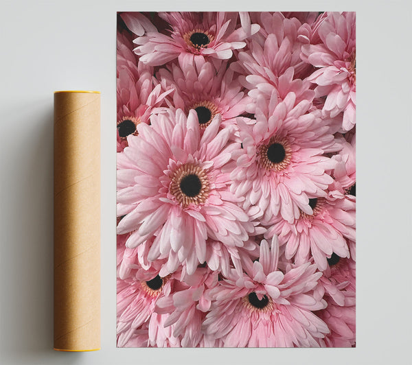 Blush Gerbera Blooms