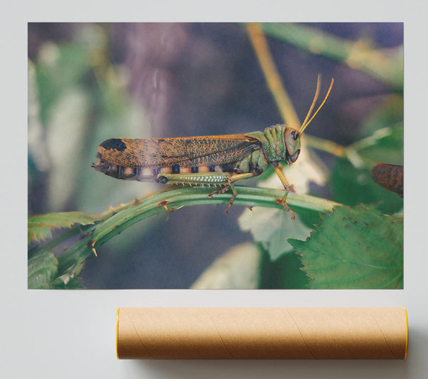 Green And Brown Hopper