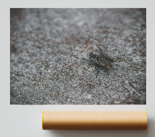 Gray Fly On Stone