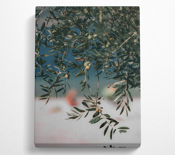 Green Olive Branches