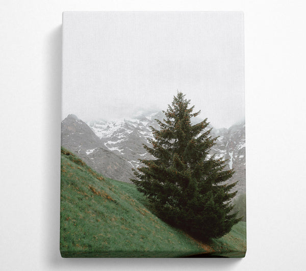 Green Pine And Mountain