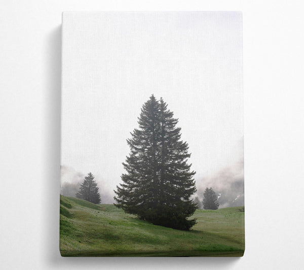 Green Pine In Fog