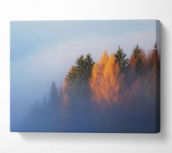 Golden Foggy Pines