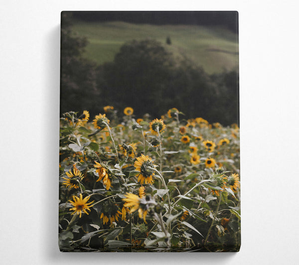 Golden Sunflower Field