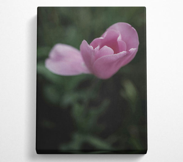 Pink Tulip Embrace