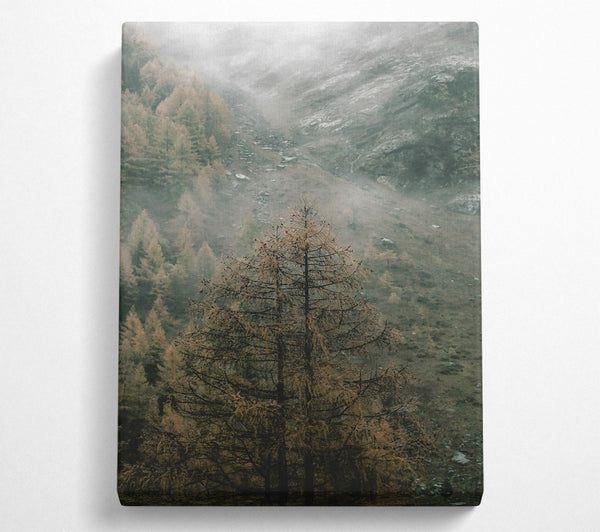 Gray Mist And Pines