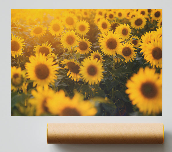 Golden Sunflowers Field