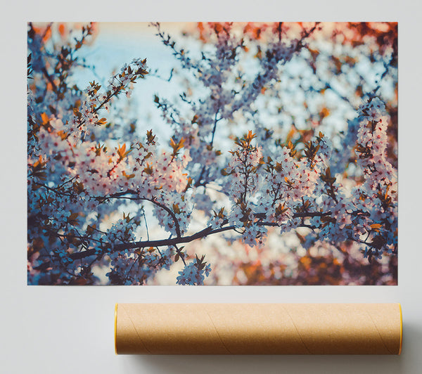 White Blossom Sunset