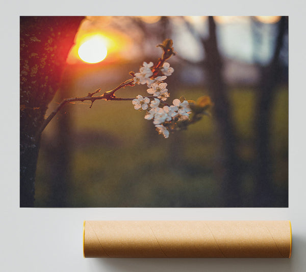 Orange Blossoms Sunset