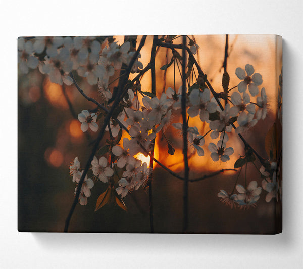 Orange Blossom Sunset