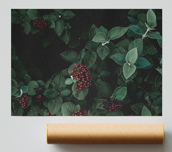 Crimson Berries And Leaves