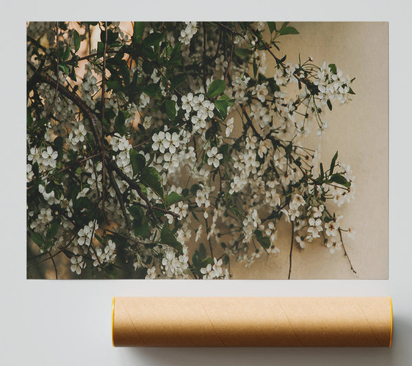 White Blossoms On Beige