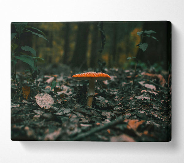 Orange Mushroom In The Woods