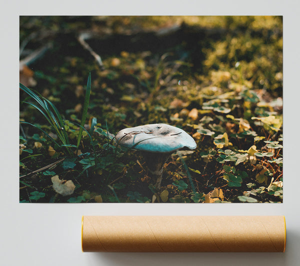 Blue Forest Fungus