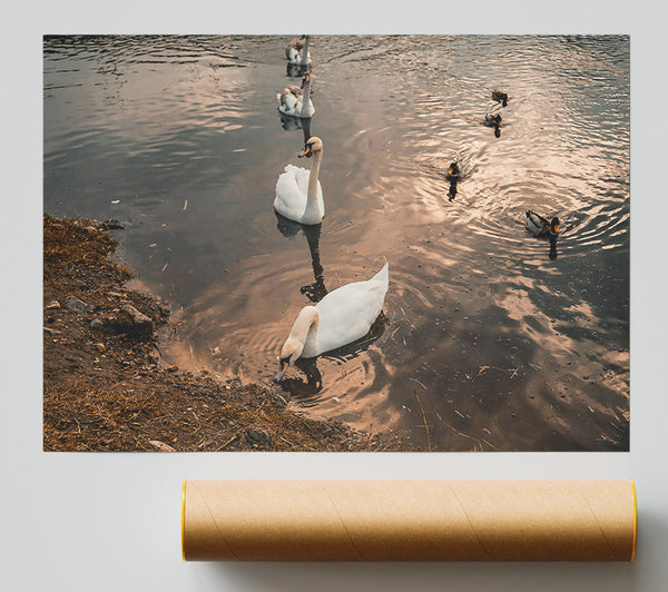 Golden Hour Swans