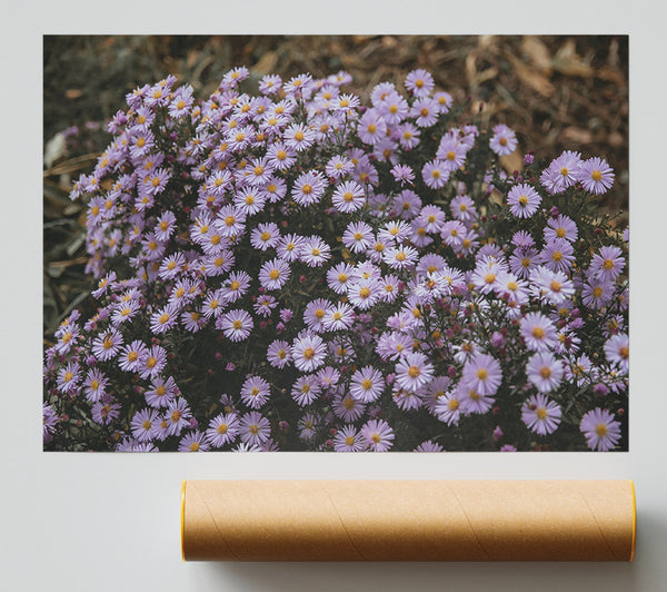 Lilac Wildflowers Blooming