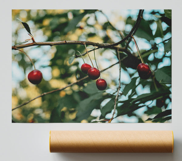 Red Cherries Hanging High