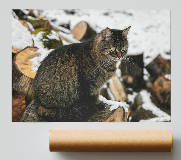 Grey Cat On Logs