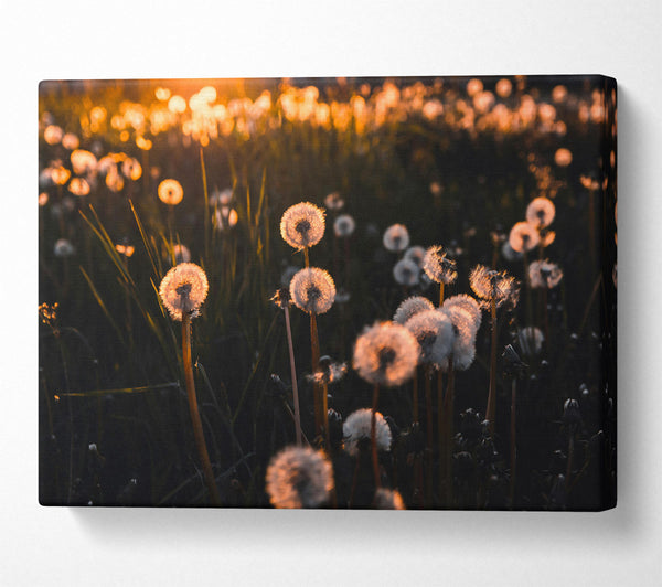 Golden Dandelion Field