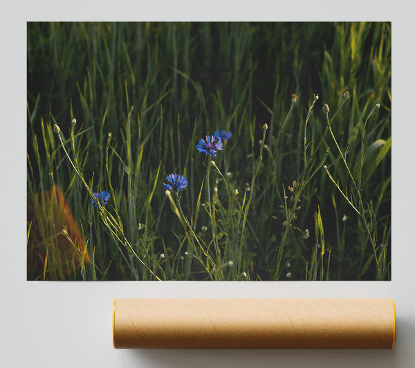 Blue Blooms In Green Fields.