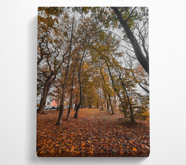 Golden Canopy Path