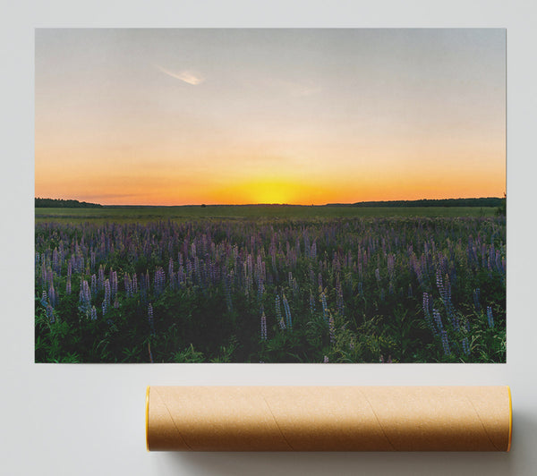 Golden Field Of Lupines