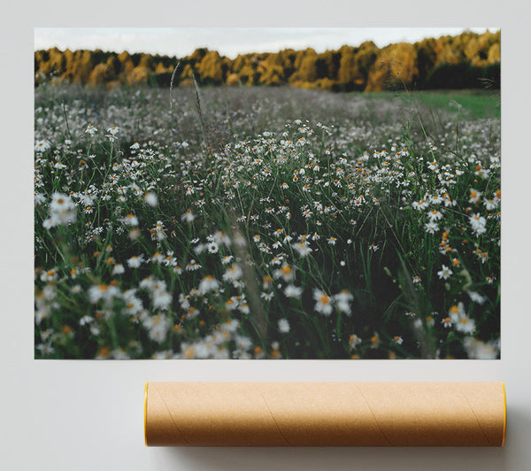 Green Meadow Daisies