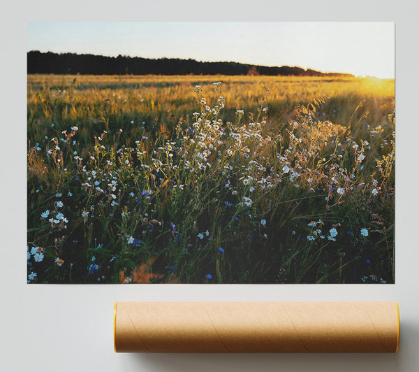 Golden Field Blooms