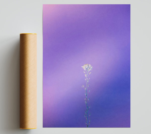 Purple Bloom Alone